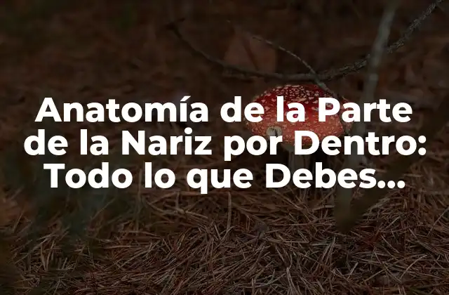 Anatomía de la Parte de la Nariz por Dentro: Todo Lo que Debes Saber