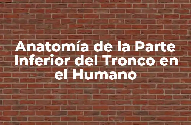 Anatomía de la Parte Inferior Del Tronco en el Humano