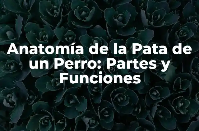 Anatomía de la Pata de un Perro: Partes y Funciones 2 La Anatomía de la Pata de un Perro: Un Resumen