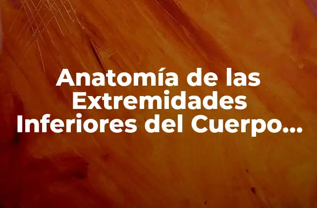 Anatomía de las Extremidades Inferiores Del Cuerpo Humano: Guía Completa