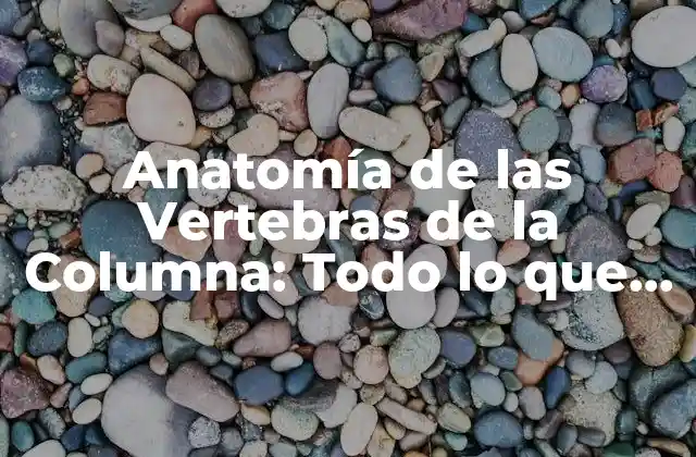 Anatomía de las Vertebras de la Columna: Todo Lo que Necesitas Saber