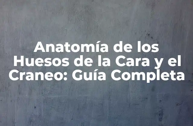 Anatomía de los Huesos de la Cara y el Craneo: Guía Completa