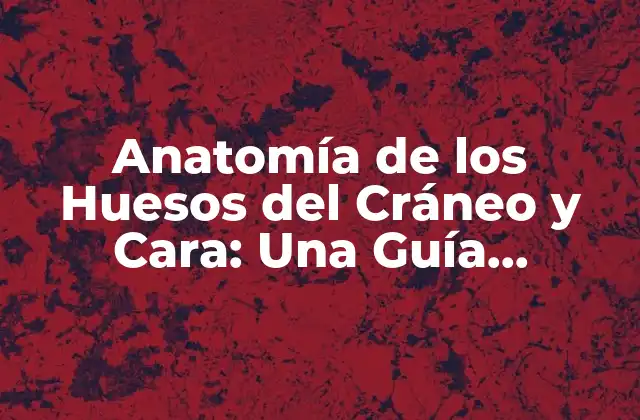 Anatomía de los Huesos Del Cráneo y Cara: una Guía Completa