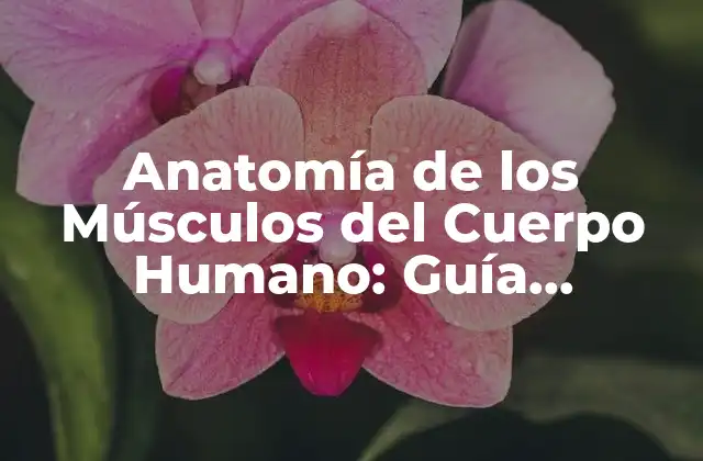 Anatomía de los Músculos Del Cuerpo Humano: Guía Completa