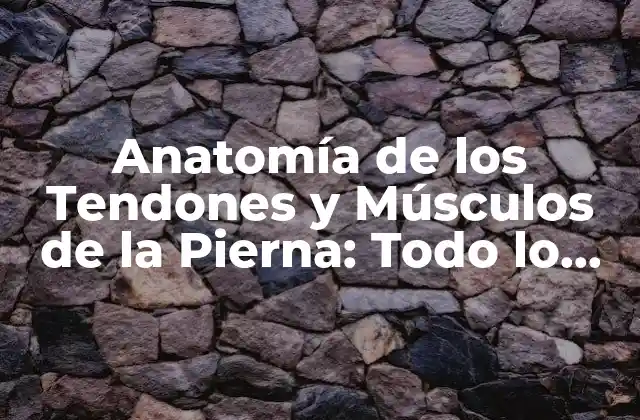 Anatomía de los Tendones y Músculos de la Pierna: Todo Lo que Necesitas Saber