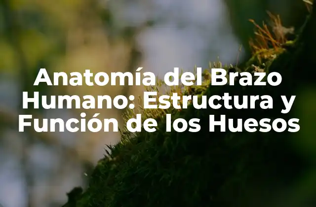 Anatomía Del Brazo Humano: Estructura y Función de los Huesos