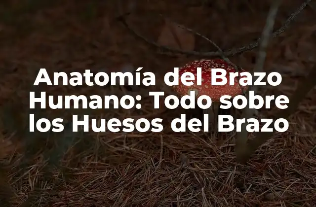 Anatomía Del Brazo Humano: Todo sobre los Huesos Del Brazo