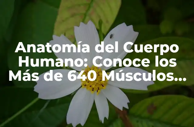 Anatomía Del Cuerpo Humano: Conoce los Más de 640 Músculos Del Cuerpo