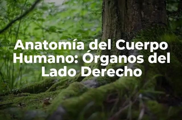 Anatomía Del Cuerpo Humano: Órganos Del Lado Derecho