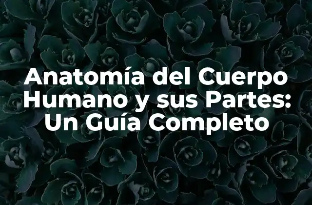 Anatomía Del Cuerpo Humano y Sus Partes: un Guía Completo