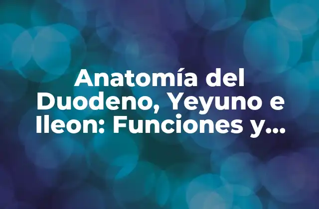 Anatomía Del Duodeno, Yeyuno e Ileon: Funciones y Importancia