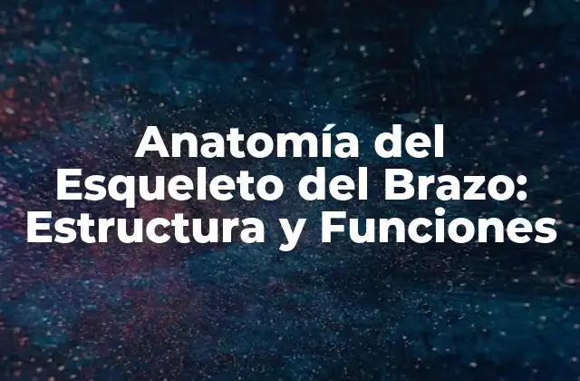 Anatomía Del Esqueleto Del Brazo: Estructura y Funciones