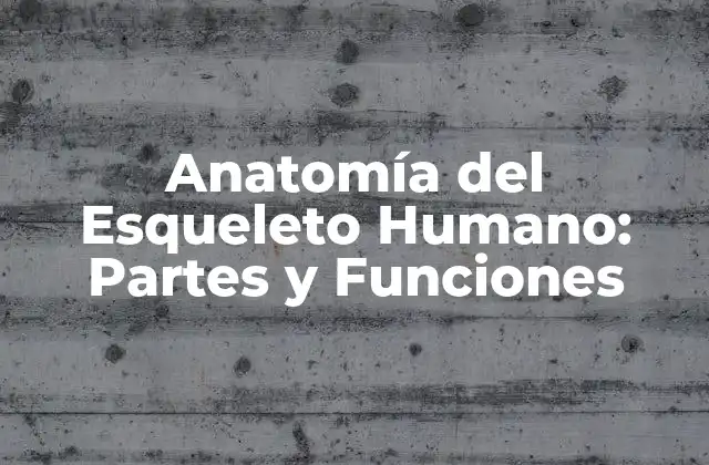 Anatomía Del Esqueleto Humano: Partes y Funciones