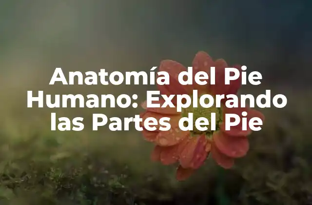 Anatomía Del Pie Humano: Explorando las Partes Del Pie 2 El Antepié: La Región del Pie que nos Permite Caminar