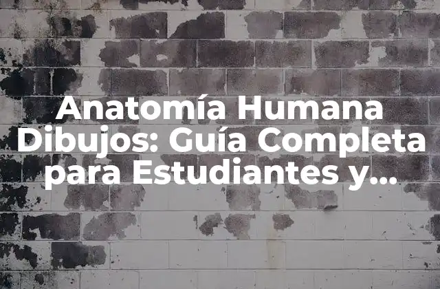 Anatomía Humana Dibujos: Guía Completa para Estudiantes y Profesores