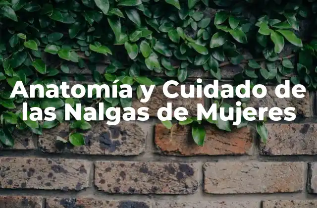 Anatomía y Cuidado de las Nalgas de Mujeres 2 Anatomía de las Nalgas de Mujeres