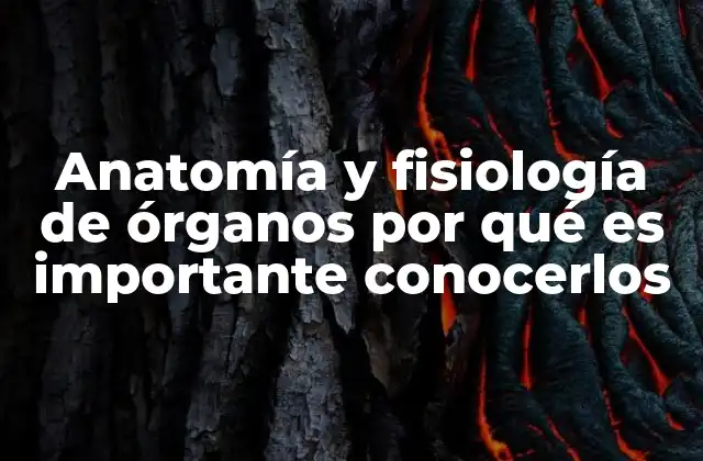 Anatomía y Fisiología de Órganos por Qué es Importante Conocerlos