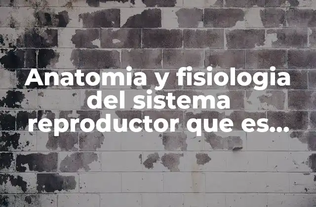 Anatomia y Fisiologia Del Sistema Reproductor que es Femenino