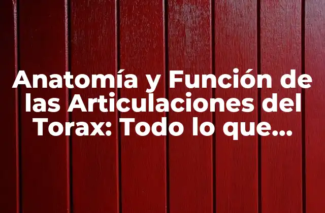Anatomía y Función de las Articulaciones Del Torax: Todo Lo que Necesitas Saber