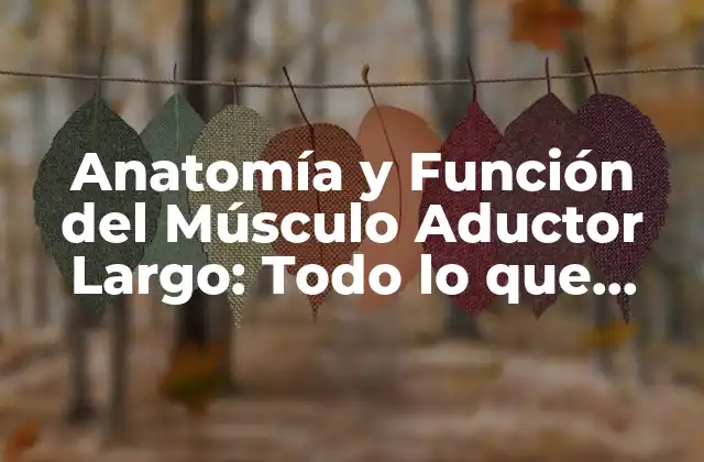 Anatomía y Función Del Músculo Aductor Largo: Todo Lo que Debes Saber