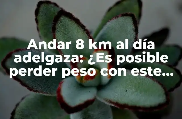 Andar 8 Km Al Día Adelgaza: ¿es Posible Perder Peso con Este Hábito?