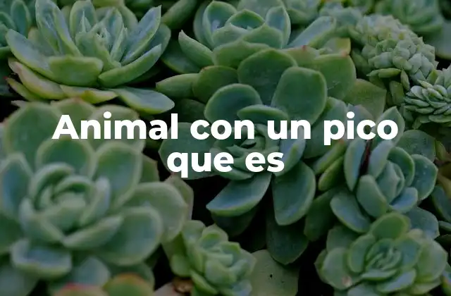Animal con un Pico que es 2 Características anatómicas de los animales con pico