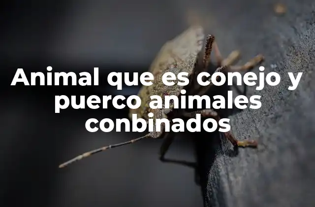 Animal que es Conejo y Puerco Animales Conbinados