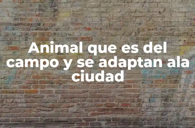 Animal que es Del Campo y Se Adaptan Ala Ciudad