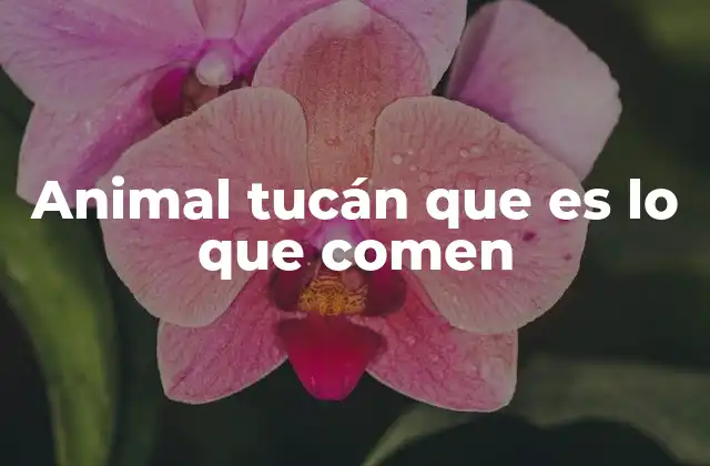 Animal Tucán que es Lo que Comen