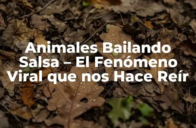 Animales Bailando Salsa – el Fenómeno Viral que Nos Hace Reír