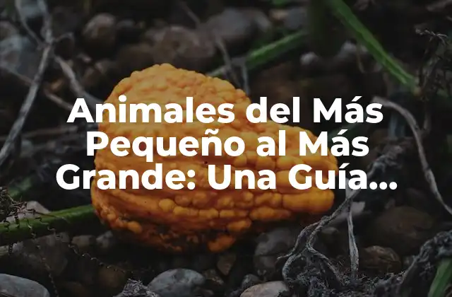 Animales Del Más Pequeño Al Más Grande: una Guía Completa