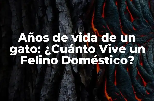 Años de Vida de un Gato: ¿cuánto Vive un Felino Doméstico?