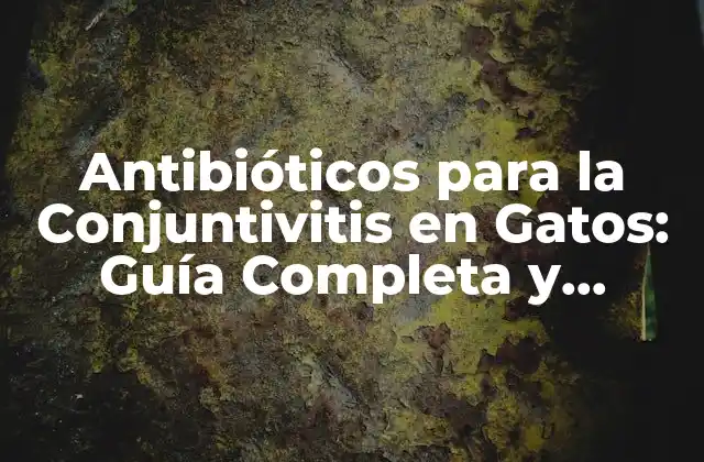 Antibióticos para la Conjuntivitis en Gatos: Guía Completa y Actualizada