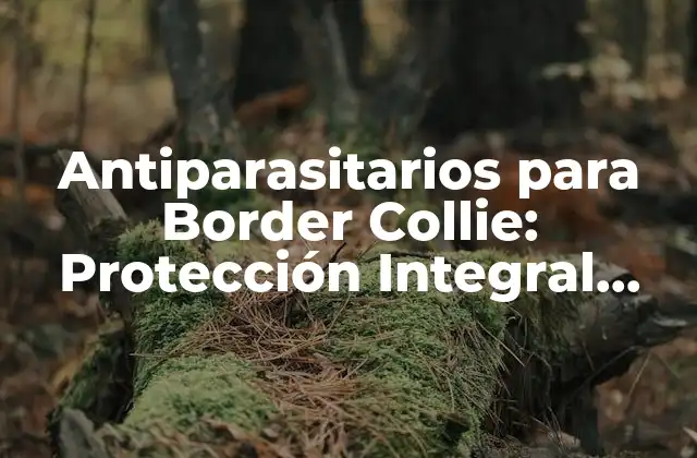Antiparasitarios para Border Collie: Protección Integral para Tu Perro