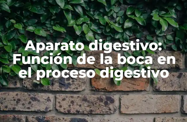 Aparato Digestivo: Función de la Boca en el Proceso Digestivo