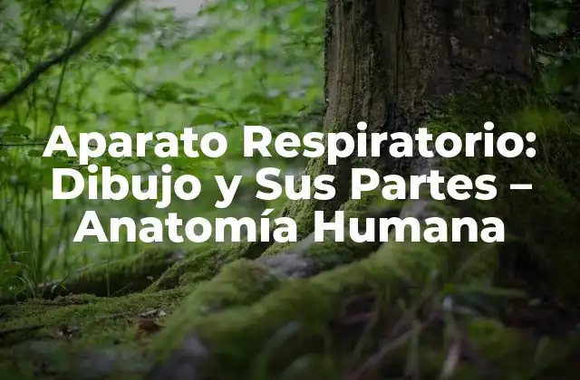 Aparato Respiratorio: Dibujo y Sus Partes – Anatomía Humana