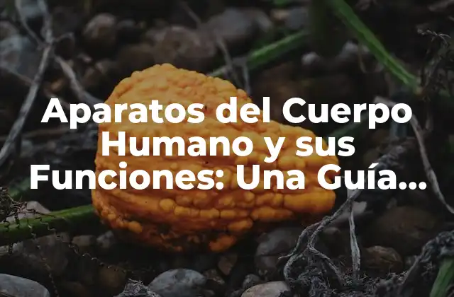 Aparatos Del Cuerpo Humano y Sus Funciones: una Guía Completa