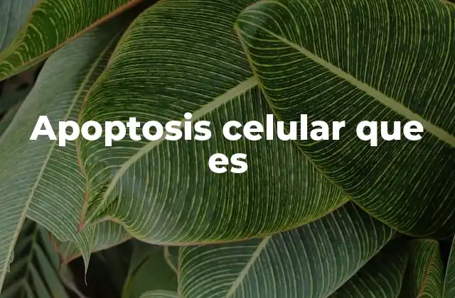 Apoptosis Celular que es