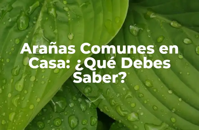 Arañas Comunes en Casa: ¿qué Debes Saber?