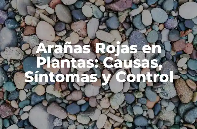 Arañas Rojas en Plantas: Causas, Síntomas y Control