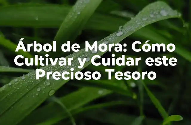 Árbol de Mora: Cómo Cultivar y Cuidar Este Precioso Tesoro