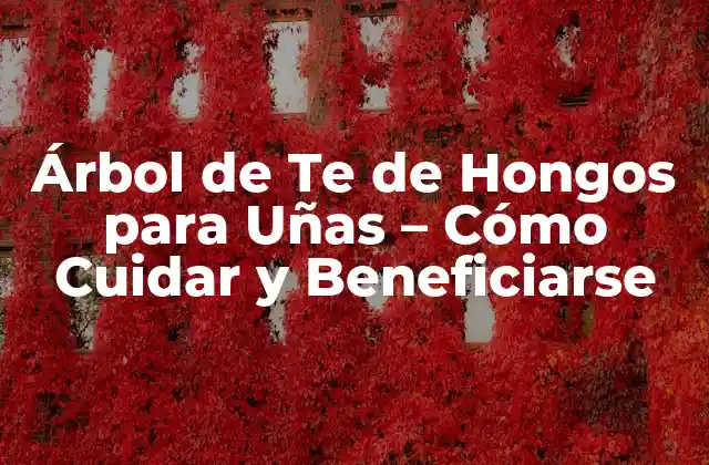 Árbol de Te de Hongos para Uñas – Cómo Cuidar y Beneficiarse