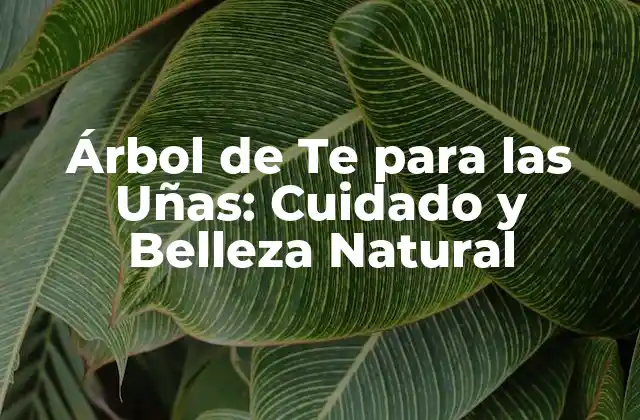 Árbol de Te para las Uñas: Cuidado y Belleza Natural