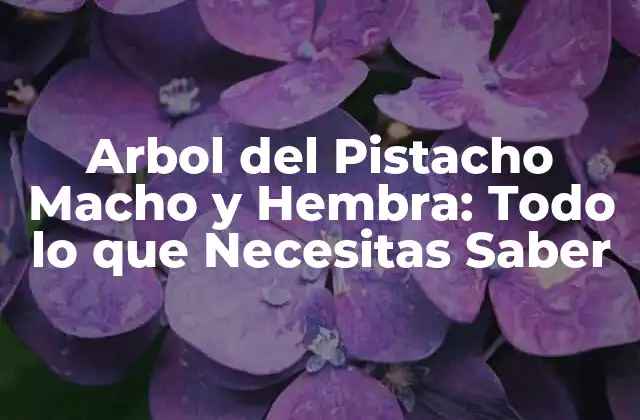 Arbol Del Pistacho Macho y Hembra: Todo Lo que Necesitas Saber