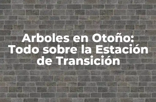 Arboles en Otoño: Todo sobre la Estación de Transición