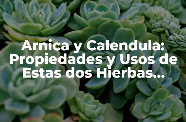 Arnica y Calendula: Propiedades y Usos de Estas Dos Hierbas Naturales
