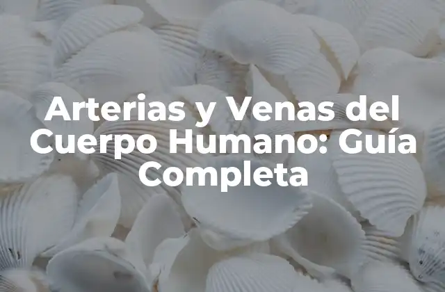 Arterias y Venas Del Cuerpo Humano: Guía Completa 2 ¿Qué son las Arterias?