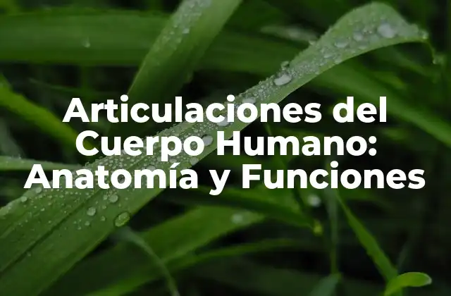 Articulaciones Del Cuerpo Humano: Anatomía y Funciones