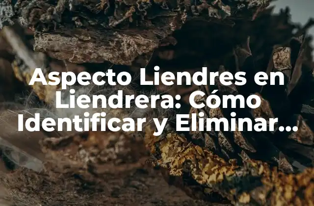 Aspecto Liendres en Liendrera: Cómo Identificar y Eliminar Estos Problemas 2 ¿Qué Son los Aspectos Liendres en Liendrera?