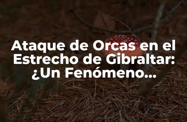 Ataque de Orcas en el Estrecho de Gibraltar: ¿un Fenómeno Natural?